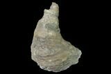 Fossil Devonian Coral (Zaphrentis) - Iowa #135624-1